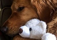 八字看适合养宠物吗（八字看适合养什么宠物）