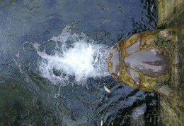 泉中水命什么意思