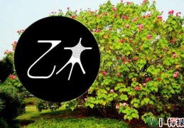 十天干乙木详解