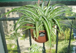 三足金蟾的传说和寓意