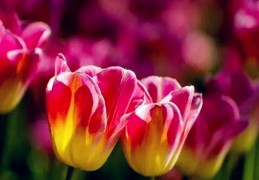 夫妻生辰八字算命姻缘