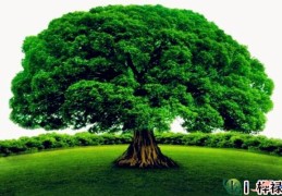 八字五行木详解（内部资料）