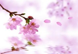 八字桃花种类，八字桃花在爱情中的作用