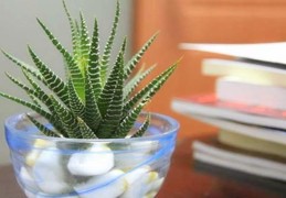 办公室养花风水常识