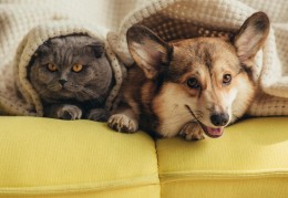 家中养猫狗风水不利怎么办