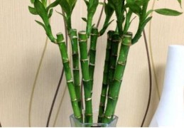 客厅摆放什么旺家财运