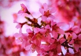 ​命理出现桃花要如何理解