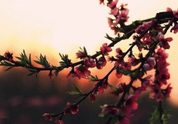 八字神煞看桃花详解