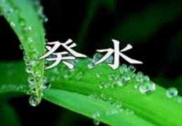 阳台养什么植物风水好（阳台养什么植物风水好,招财,身体好）