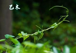 乙木男命的命运特点