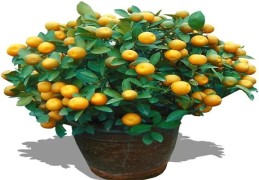 金桔树的风水作用以及摆放最佳位置