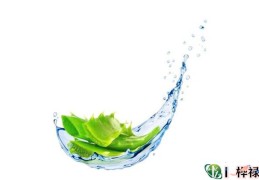 家里养芦荟的风水宜忌