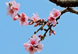 家居桃花位怎么找