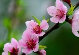 容易招桃花的住宅风水