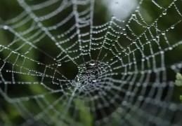 八字神煞天罗地网什么意思