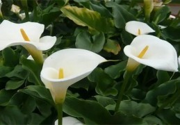 马蹄莲摆放在家里风水好吗