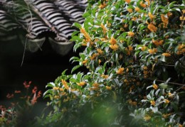 桂花树种在哪里最合适