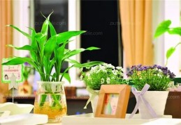 ​要掌握的花草风水常识