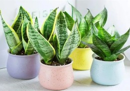 卫生间摆放什么植物风水好