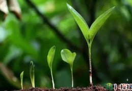 八字中木多的男人好吗