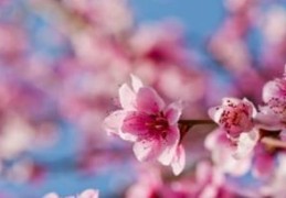 增加桃花运的风水方法