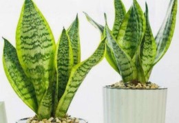 挡煞防小人植物