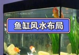 家居鱼缸的旺财方位选择