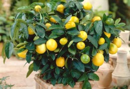 店铺风水植物招财