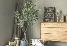 卧室植物放置风水禁忌