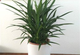 办公室放什么植物风水好