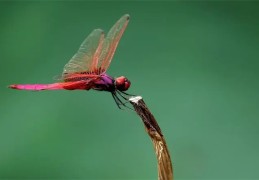 风水学中蜻蜓的寓意（风水学中蜻蜓的寓意和象征）