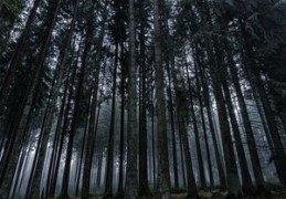 大林木命合适做什么生意