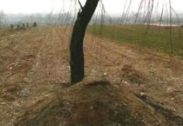 祖坟上长树风水好吗，能砍掉吗