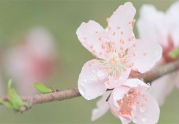 命带咸池桃花的人好不好