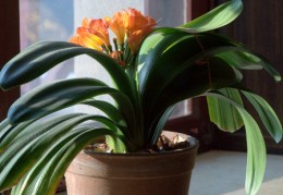 窗台摆放什么植物风水好