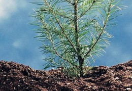 纳音合婚：沙中土命的婚配详解