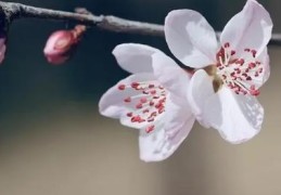 住宅风水如何促进桃花运势