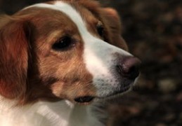  2024年属狗的人运势解读（2024年属狗人全年运势）