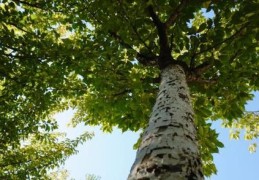 八字十二地支寅木解析