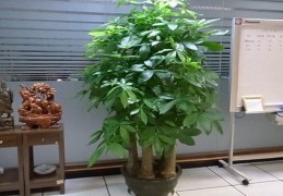 客厅发财树招财的最佳方法