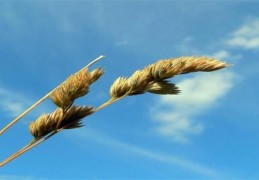 用神的成功与失败（用神实例）