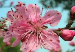 八字中命带桃花的分类