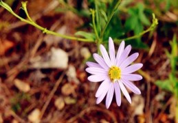 八字​乙木日元如何取格局