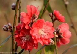 窗台摆放什么对风水有好处