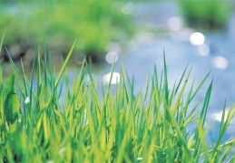 乙木上等八字格局（乙木上等八字格局 有什么说法）