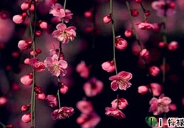 家里摆什么化解烂桃花