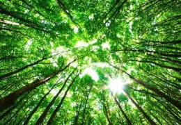 八字是大林木命好不好