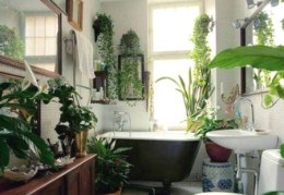 什么植物放在浴室里好