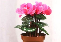 电视柜旁放什么植物好