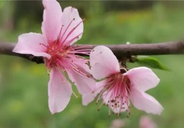 桃花刃是什么意思（什么叫桃花刃）